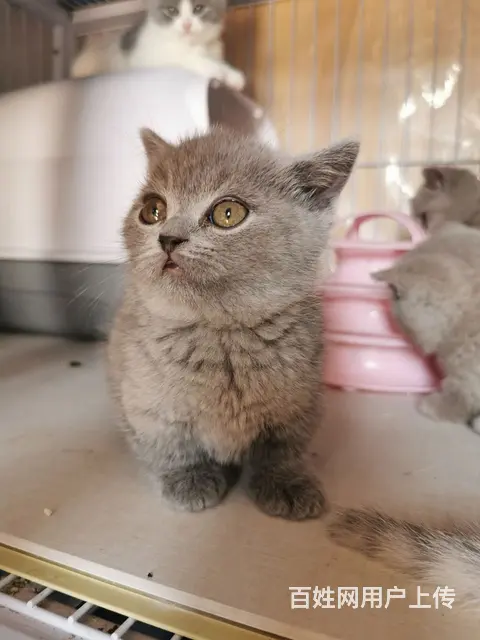 蓝猫矮脚，丁香矮脚 - 图片 2