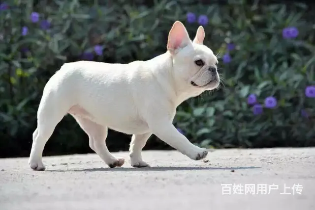 天门哪里可以买到法斗，法斗买一只要多少钱 - 图片 2