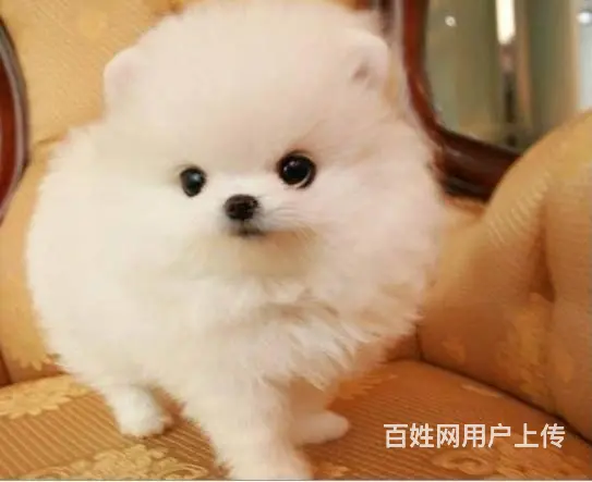 出售纯种博美幼犬 博美价格 博美图片 - 图片 6