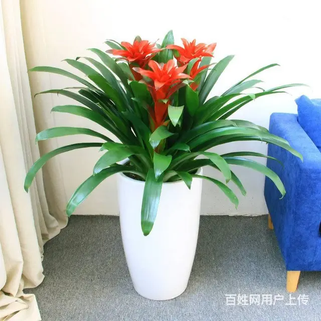 武汉单位花木服务写字楼绿植租摆办公室植物租摆 - 图片