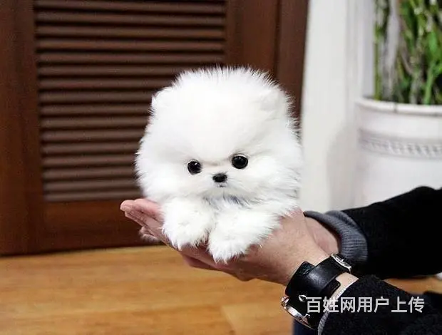 昆山哪里卖纯种小体博美犬赛级爆毛博美俊介犬 - 图片 1