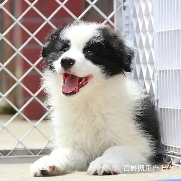 纯正自家养殖边境幼犬,健康纯种保障,附售犬协议 - 图片 6
