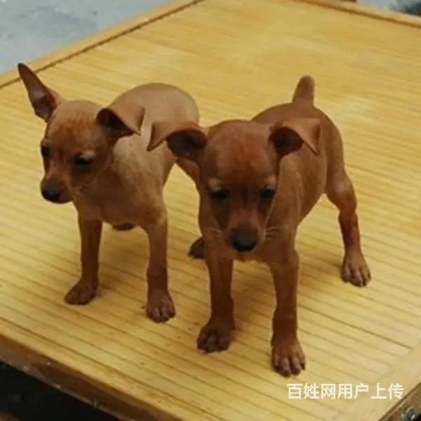 宿迁本地到哪可以买小鹿犬 咨询小鹿犬市场价格 - 图片 4