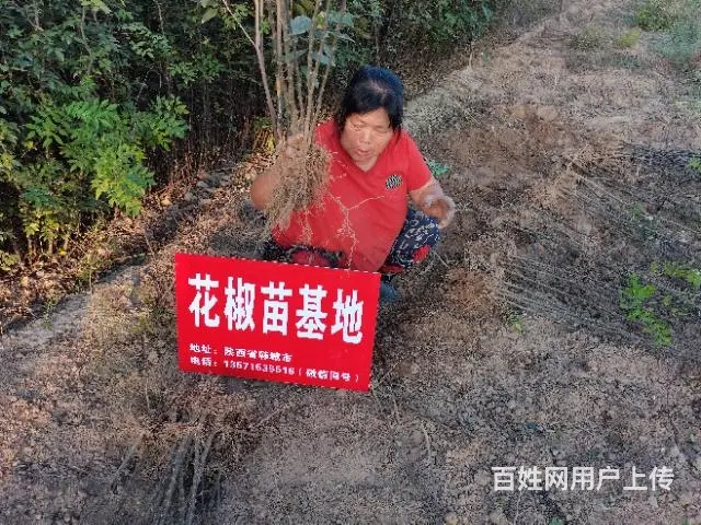 韩城狮子头花椒树苗基地 黄盖无刺大红袍花椒苗批发 - 图片 5