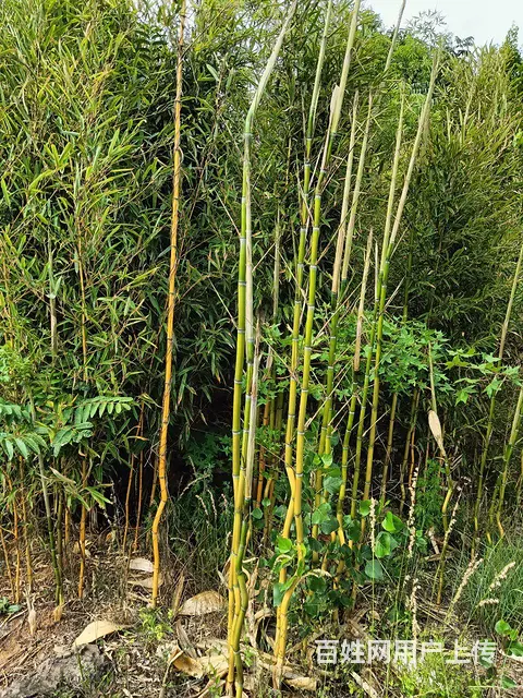 竹子，耐寒抗冻适应能力强好养活，园林绿化，风水造景 - 图片 1