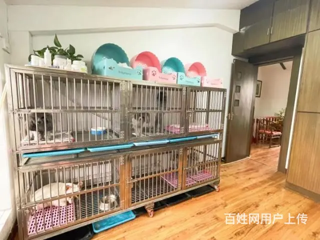 灰泰迪种公对外借配 - 图片 3