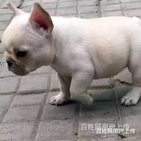 六安靠谱法斗养殖场法斗在养户手里价格 - 图片 3