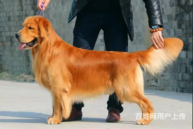 出售纯种金毛幼犬 赛级金毛 骨架大毛量足 签协议 - 图片 1