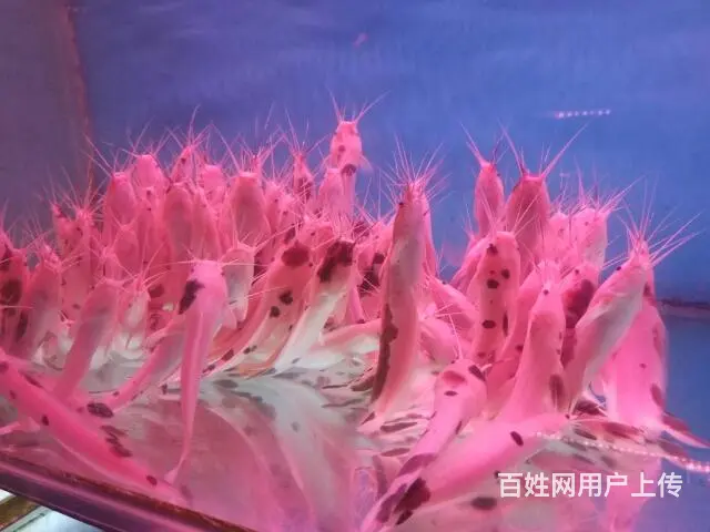 鱼缸观赏鱼送货到家 - 图片 8