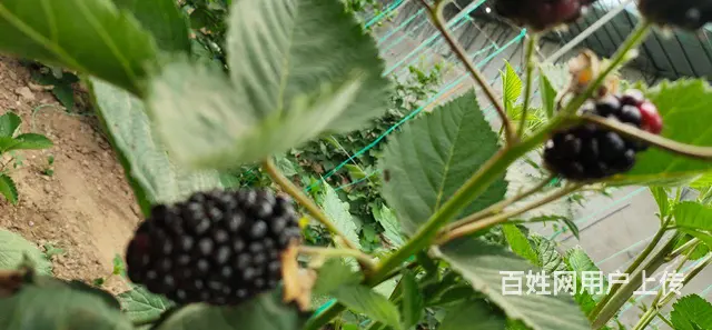 岚山中楼黑莓种植基地 - 图片 6