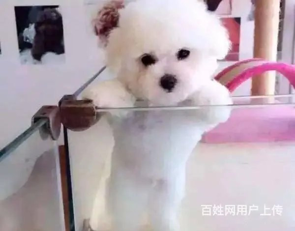 纯种比熊犬，赛级比熊犬，比熊价格专业繁育比熊基地 - 图片 1
