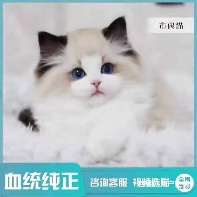 常州专门繁殖布偶猫的猫舍█布偶猫猫舍地址电话 - 图片 3