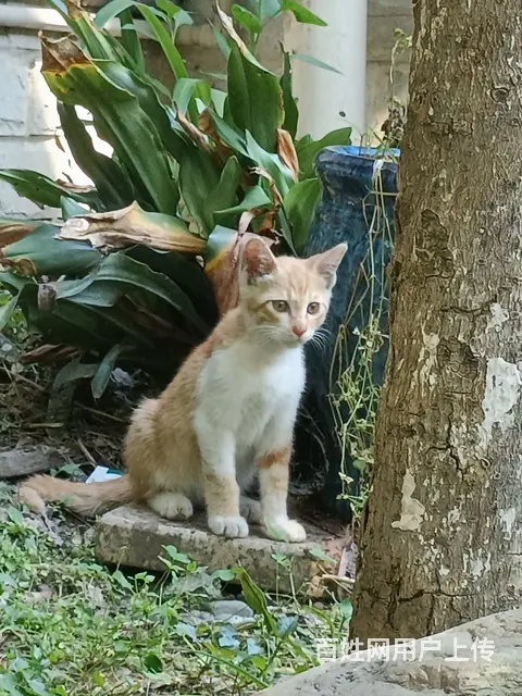 橘猫找领养 - 图片 2