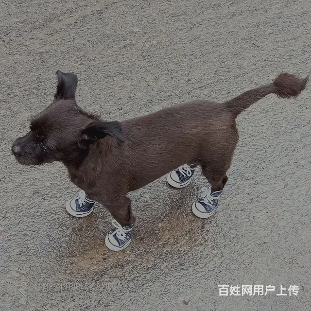 有偿寻狗 - 图片 4