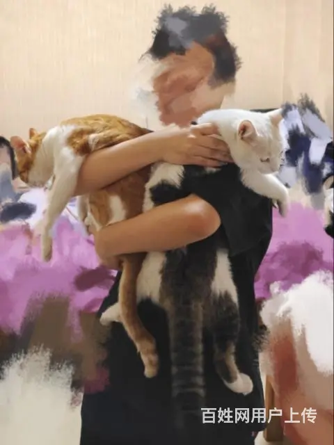 猫咪免费领养！ - 图片