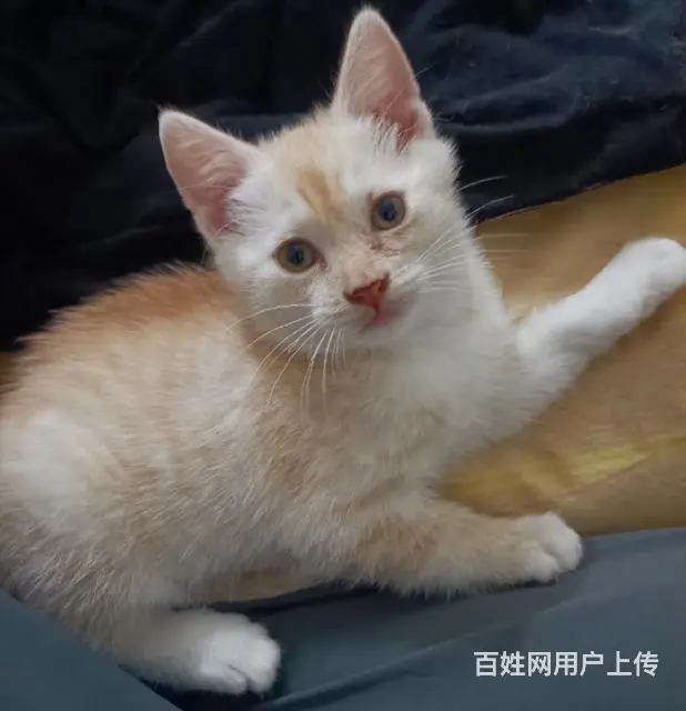 【搞定了！】中华田园猫小橘猫 黄色狸花猫领养 - 图片 1