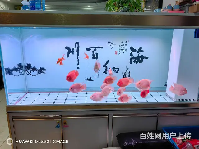 鱼缸和鱼打包出售 - 图片 4