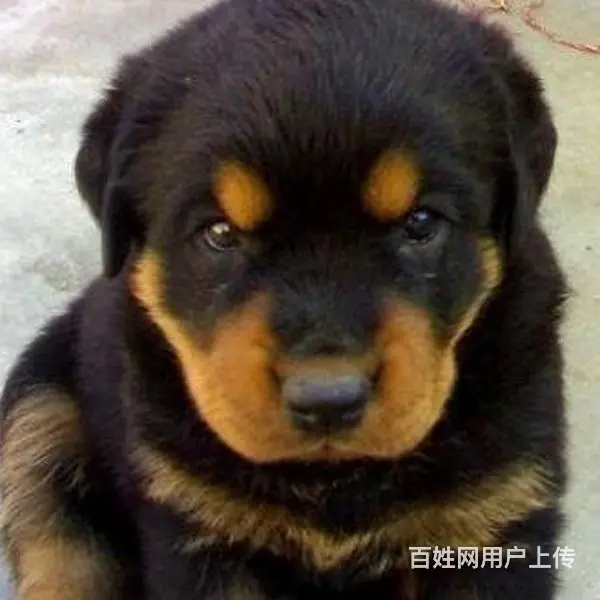 辽阳犬舍推荐-正规养殖罗威纳的地方 - 图片 7