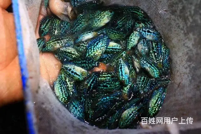 广州哪里有卖罗汉鱼 顺丰包邮包活，泰国一手货源 - 图片 4
