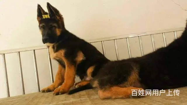 纯种德牧犬 锤系德牧 大骨架德牧犬 保健康 签协议 - 图片 7