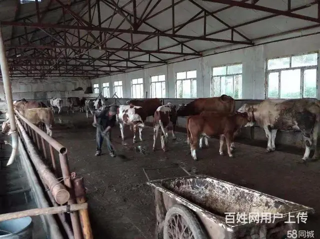 宾县城区万寿山养殖场出租出售 - 图片 6