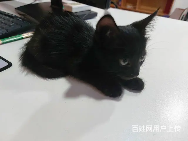 【搞定了！】中华田园黑猫玄猫小奶猫免费领养 - 图片 5