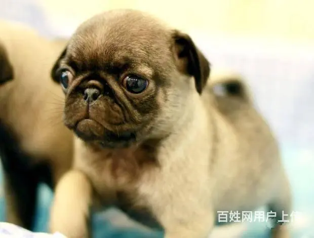 广州巴哥犬一只多少钱 实体犬舍 自家繁殖保健康 - 图片 10
