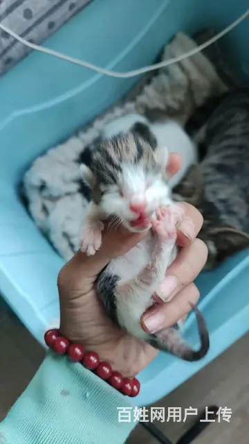 猫 - 图片 3