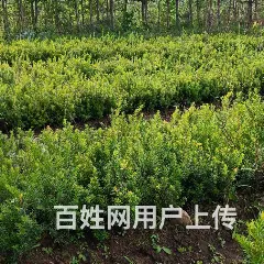 低价出售红豆杉云杉 - 图片 2