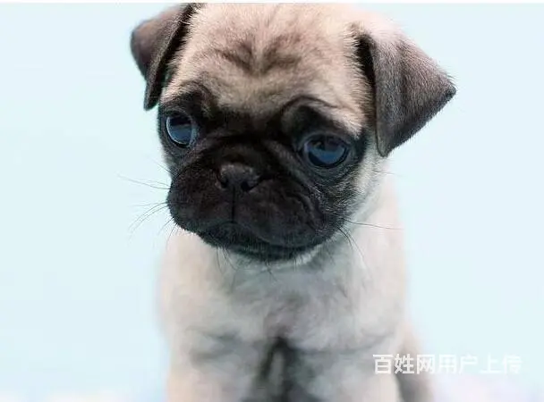 广州巴哥犬一只多少钱 实体犬舍 自家繁殖保健康 - 图片 4