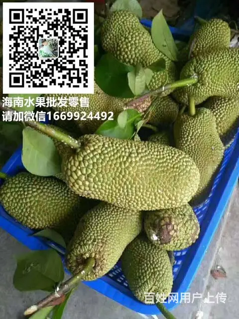 海南特色水果海南榴莲蜜上市预订预购 - 图片 1