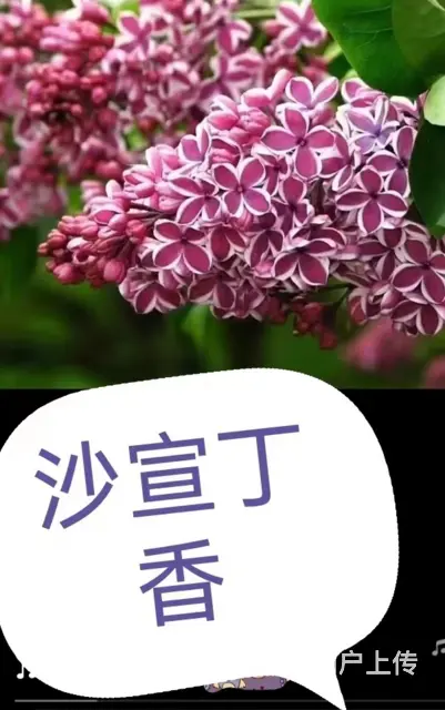 抚顺顺城省心的树苗免费咨询 - 图片 3