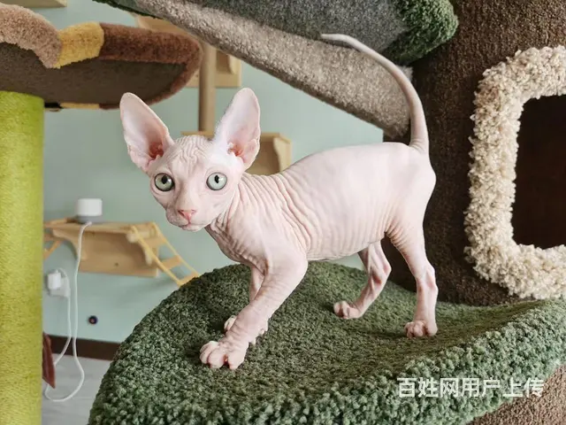 哪里有无毛猫卖的 无毛猫价格多少 疫苗齐全包健康 - 图片 4