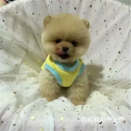 北京哪里卖博美 哈多利球体博美犬 北京宠物之家 - 图片 2