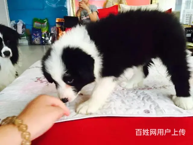 辽阳卖边牧的养殖场，养殖场边牧一般卖多少钱 - 图片 8