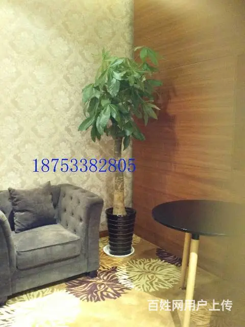 淄博花卉租凭/淄博绿植出租/淄博花卉 - 图片 2