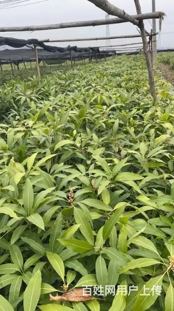 供应各种芒果树苗以及其他水果苗 - 图片 8