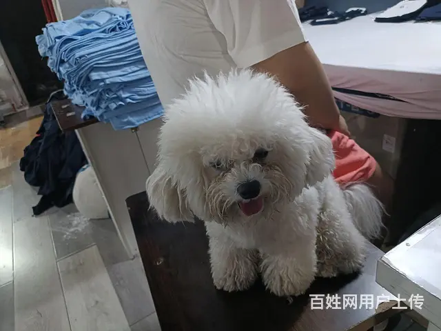 借配 - 图片 1