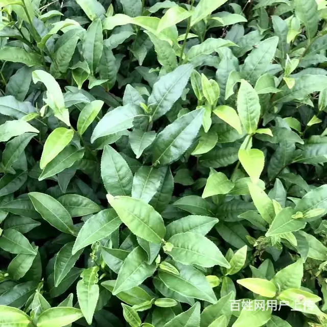梧州地区茶叶苗批发，梧州六堡茶叶苗 - 图片 1