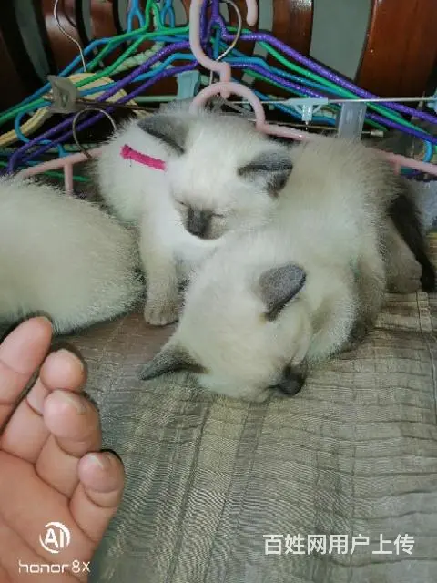 暹罗蓝重点猫 - 图片 4