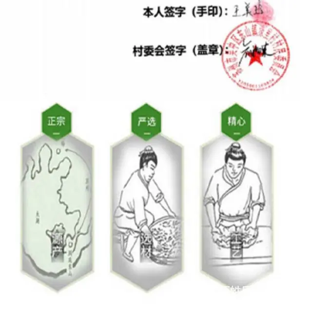 谷雨炒青 . 苏州东山碧螺春茶叶正宗洞庭碧螺春明后 - 图片 6