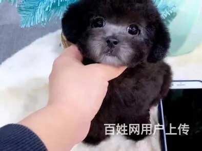昆明泰迪多少钱一只 泰迪价格 茶杯犬泰迪 - 图片 5
