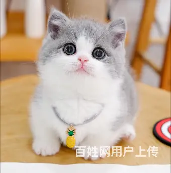 曼基康矮脚猫哪里有卖的 多少钱一只 图片价位 - 图片 6