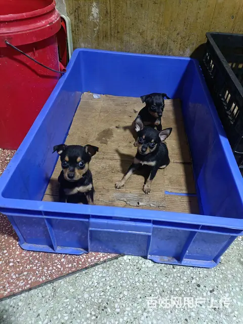 小鹿犬 - 图片 2