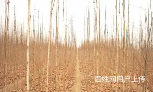 周边耐寒法国梧桐法桐 - 图片 2