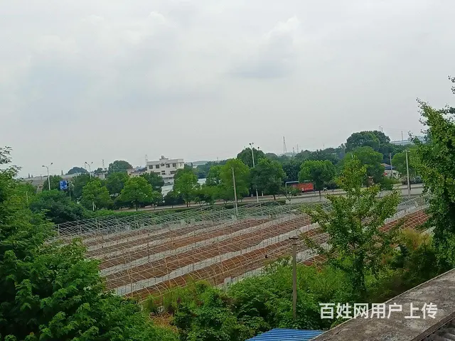 4亩场地出租 - 图片 5
