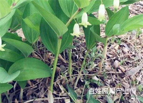湖北百草堂黄精种植文化传承，为健康产业注入新活力 - 图片 2
