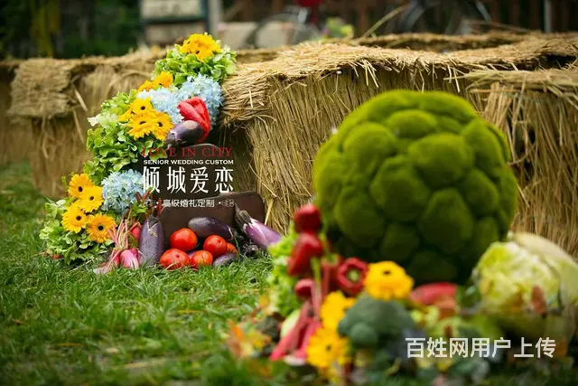 山东日照出国劳务澳大利亚果蔬农场采摘工种植工包装工 - 图片 5