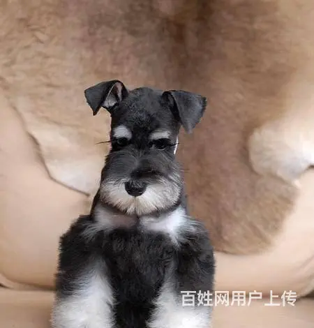 广州哪里买狗有保障 迷你雪纳瑞幼犬 多窝挑选保健康 - 图片 8