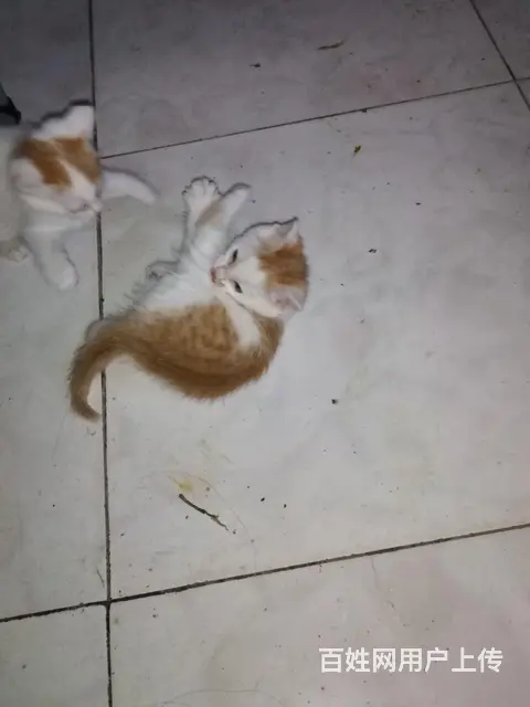 自家小奶猫免费赠送 - 图片 1